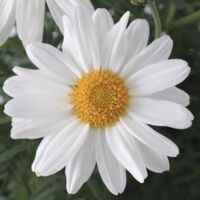 White Argyranthemum Sassy White