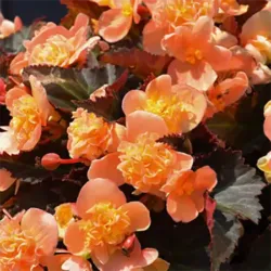 Bacio Peach Begonia Iconia Bacio Peach