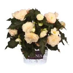 Blush Begonia Iconia Upright Blush