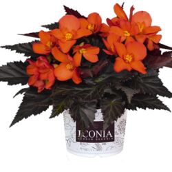 Fire Begonia Iconia Upright Fire