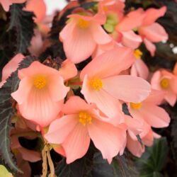 Bacio Salmon Begonia Iconia Upright Salmon
