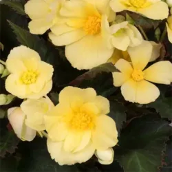 Sunshine Begonia Iconia Upright Sunshine