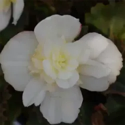 White Begonia Iconia White
