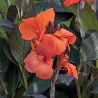 Bronze Orange Canna Cannova Bronze Orange