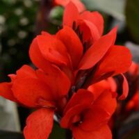 Bronze Scarlet Canna Cannova Bronze Scarlet