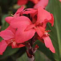 Rose Dark Bud Canna Cannova Rose