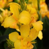 Yellow Canna Cannova Yellow