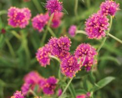 Pink Gomphrena Truffula Pink