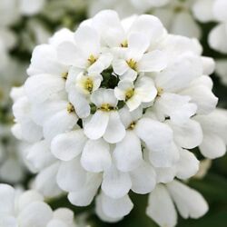 Semp Snowsation Iberis Semp Snowsation