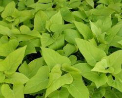 Marguerite Ipomea Marguerite