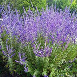 Crazy Blue Perovskia Crazy Blue