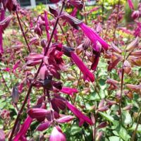 Dark Purple Salvia Skyscraper Dark Purple