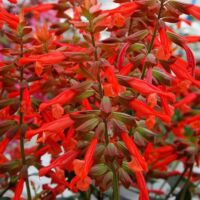 Orange Salvia Skyscraper Orange