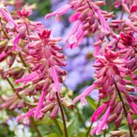Pink Salvia Skyscraper Pink