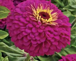 Uproar Rose Zinnia Zowie Uproar Rose