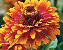 Yellow Flame Zinnia Zowie Yellow Flame