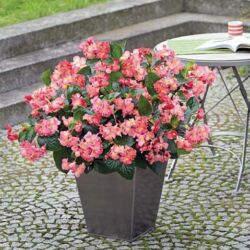 Pink Green Leaf Begonia Big Pink