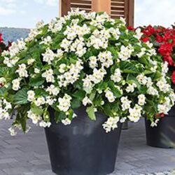 White Green Leaf Begonia Big White