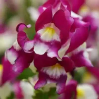 Bicolor Burgundy Snapdragon Snapshot Bicolor Burgundy