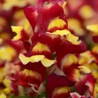Bicolor Red Snapdragon Snapshot Bicolor Red