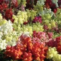 Mix Snapdragon Snapshot Mix