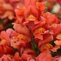 Orange Snapdragon Snapshot Orange