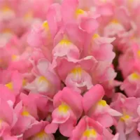 Pink Snapdragon Snapshot Pink