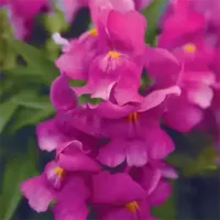 Purple Snapdragon Snapshot Purple
