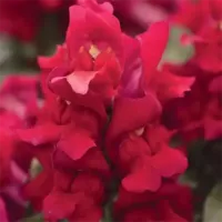 Red Snapdragon Snapshot Red