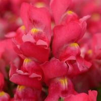 Rose Snapdragon Snapshot Rose
