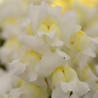 White Snapdragon Snapshot White