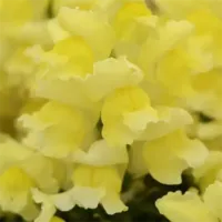 Yellow Snapdragon Snapshot Yellow