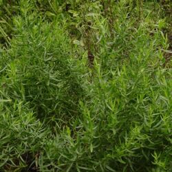 French Tarragon Artermsia Dracunculus Sativa (French Tarragon)
