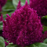Purple Celosia First Flame Purple