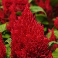 Red Celosia First Flame Red