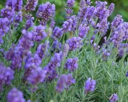 Phenomenal Lavender Phenomenal