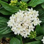 White Pentas Lucky Star White