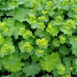 Mollis Alchemilla Mollis