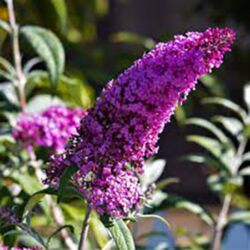 Hot Lavender Buddleia Buzz Lavender