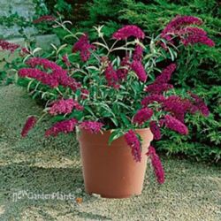 Magenta Buddleia Buzz Magenta