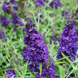 Midnight Buddleia Buzz Midnight