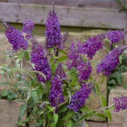 Purple Buddleia Buzz Purple