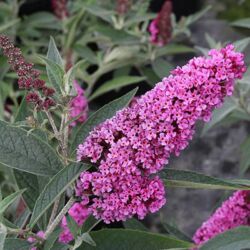 Soft Pink Buddleia Buzz Soft Pink