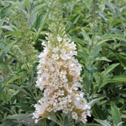 Ivory Buddleia Buzz Ivory