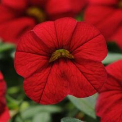 Red Bright Calibrachoa Cabaret Bright Red