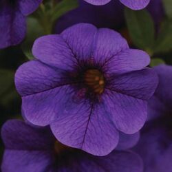 Blue Deep Calibrachoa Cabaret Deep Blue