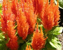 Orange Celosia Fresh Look Orange
