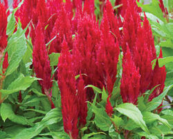 Red Celosia Fresh Look Red