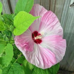 Pink Swirl Hibiscus Luna Pink Swirl