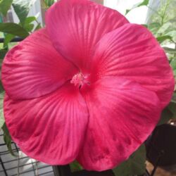 Red Hibiscus Luna Red